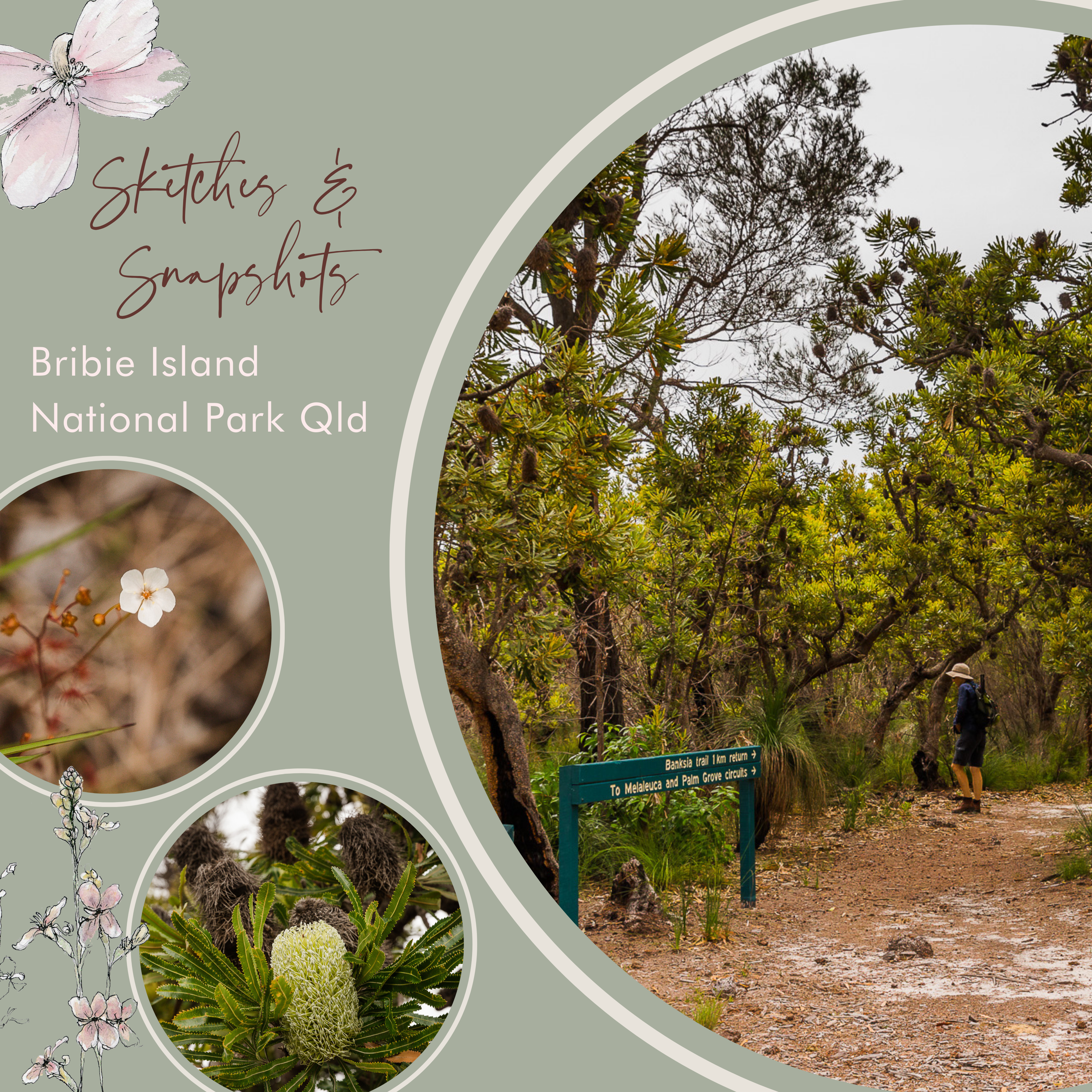 Bribie Island National Park Australian native flora